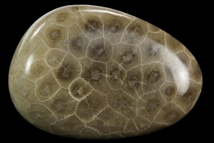 Polished Petoskey Stone (Fossil Coral) - Michigan #131047